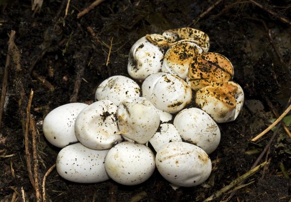 cobra eggs