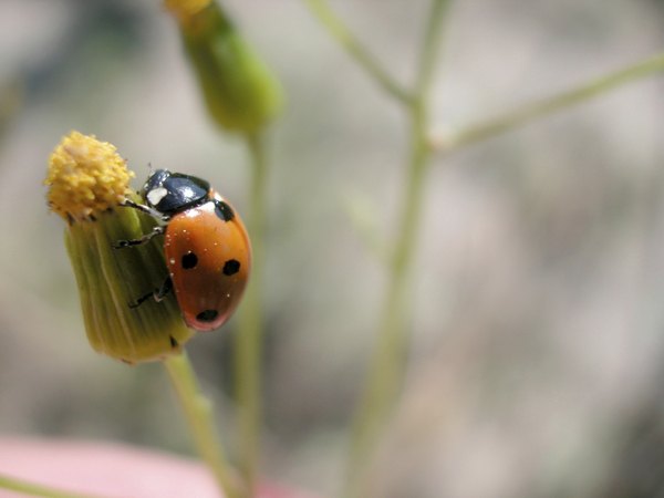 Photo Credit: Ablestock.com/AbleStock.com/Getty Images Pollination occurs as the first step of reproduction.