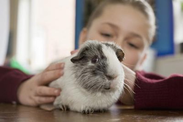 Signs Of Old Age In Guinea Pigs Animals Mom Me