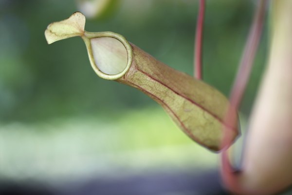 CLose-up of a pitcher plant
