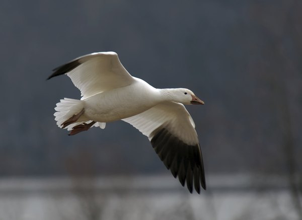 A snow goose glides over a marsh.