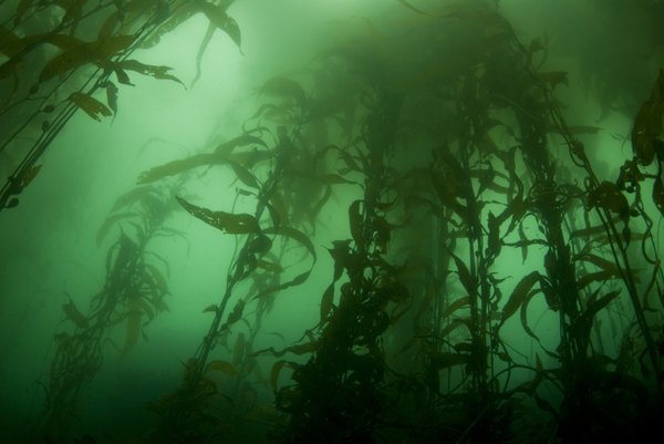Giant kelp is one of the fastest growing plants in nature.