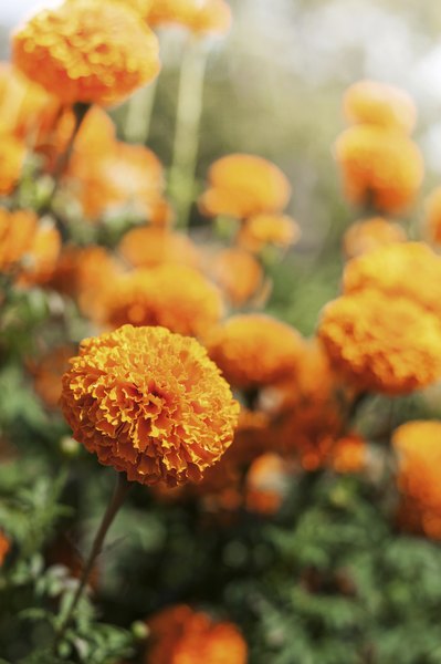 Hidrate o rosto e controle o pH da pele com esta máscara feita à base de flores