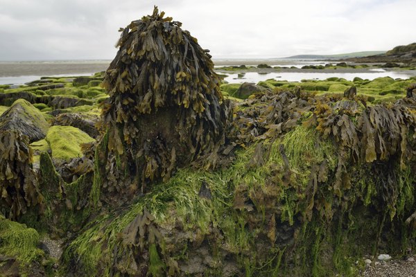 Algae covering rocks at low tide.