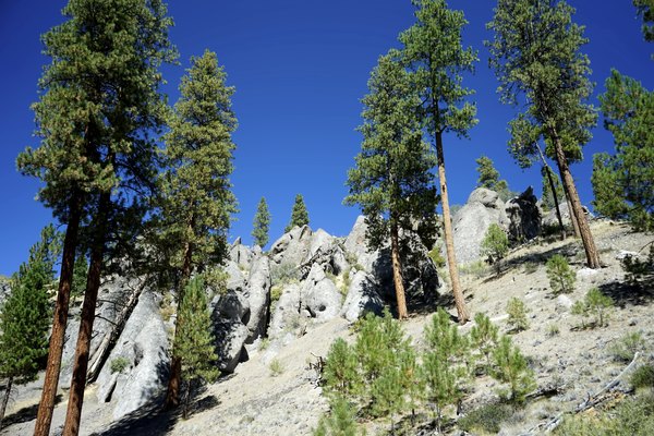 Ponderosa pines stud many an escarpment in the American West.