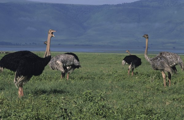 Ostrich in Kenya