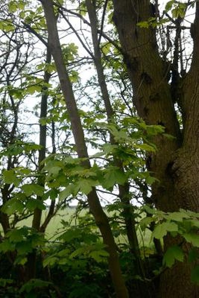 The Best Time To Trim A Sycamore Tree Home Guides Sf Gate