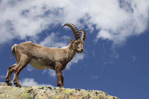the Alpine Ibex makes it's home in the French Alps