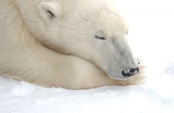 Polar bear resting