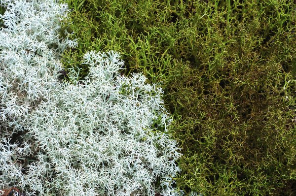 reindeer moss grows on the arctic tundra