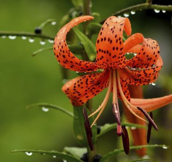 Tiger Lily Vs Day Home Guides Sf Gate