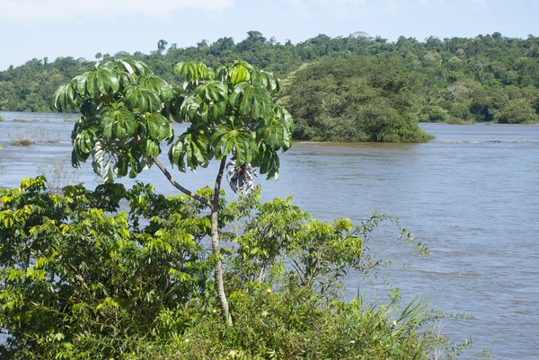 The cecropia tree and Azteca ants depend on each other