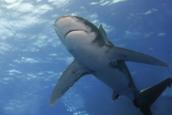 The oceanic whitetip shark is one of the pelagic zone's great apex predators.