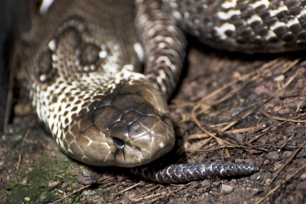 close up of cobra head