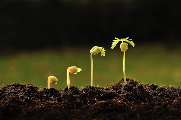 Different stages of a seed sprouting