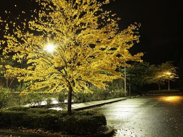 Landscape Lighting For Trees Home Guides Sf Gate Landscape Lighting For Trees