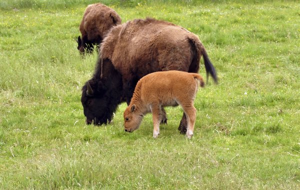 Photo Credit: jakatics/iStock/Getty Images Buffalo have been severely depleted.