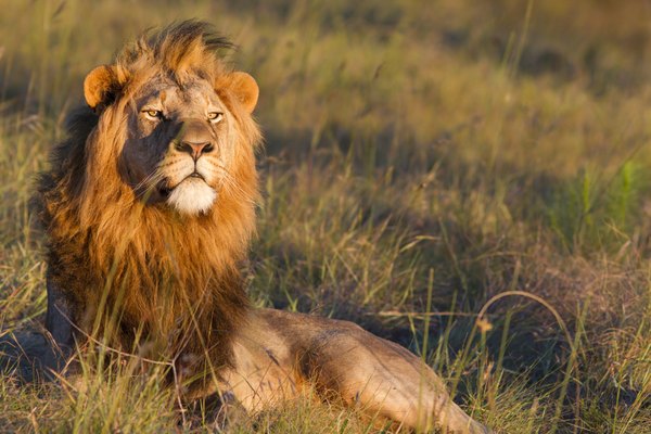 Male lions can feel threatened by younger lions.