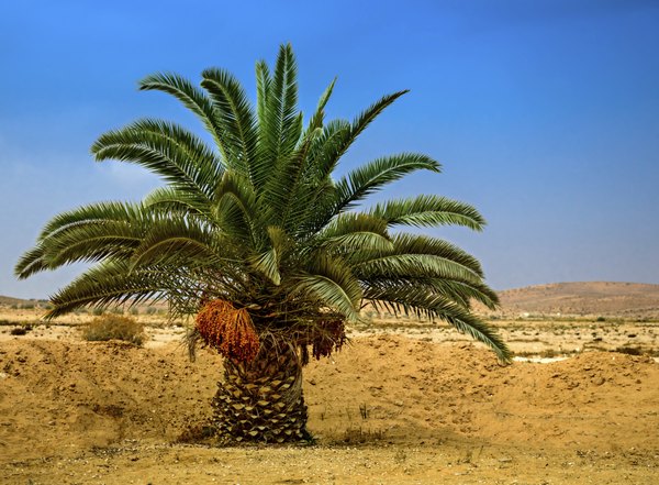 A desert palm tree with dates in Eilat, Israel