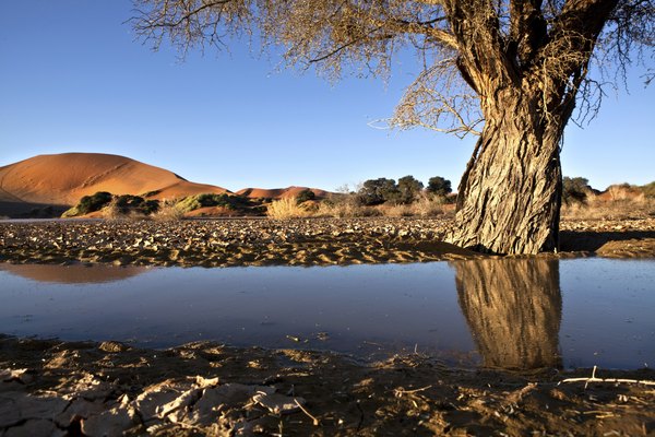 These trees like many in Africa, can grow in sand dunes.