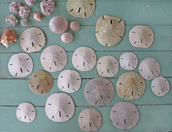 How to Find Sand Dollars