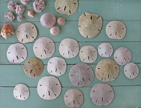 How to Find Sand Dollars at the Beach