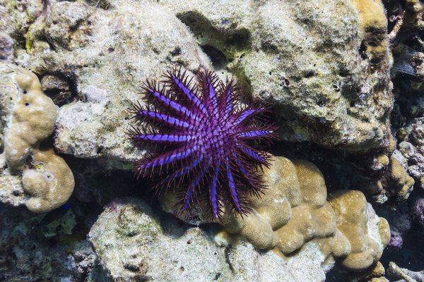 Thorns on Starfish.