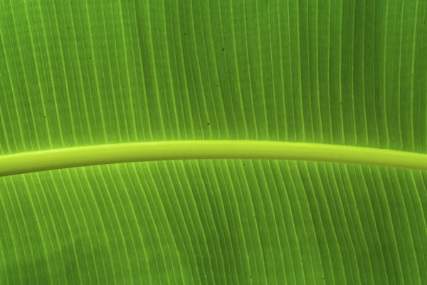 Chlorophyll captures energy from sunlight and converts it too high energy electrons.