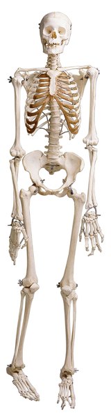 Skeleton, human