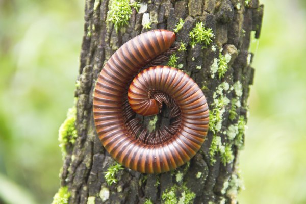 Millipedes are decomposers and break down dead matter.