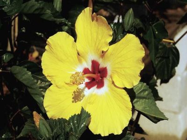 How To Grow Tropical Hibiscus From Seeds Home Guides Sf Gate