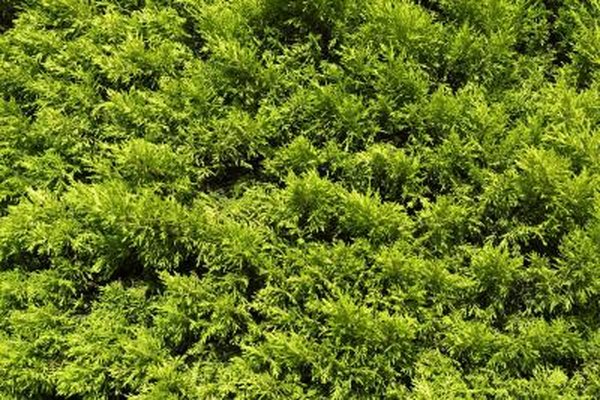 Image result for overgrown bush