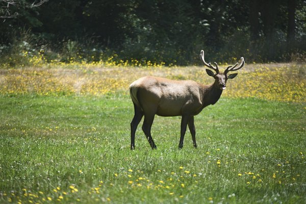 Elk have been reintroduced to parts of the Appalachian region.