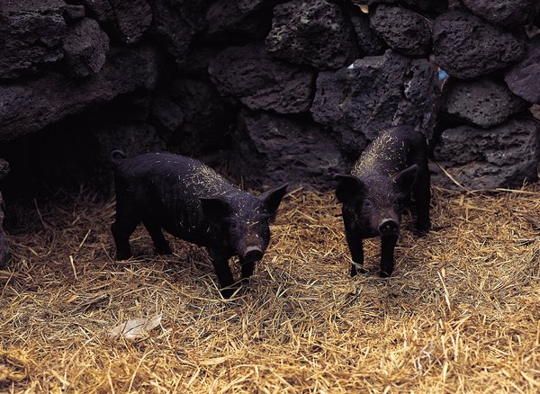 Plants and Animals of the Coastal Plain