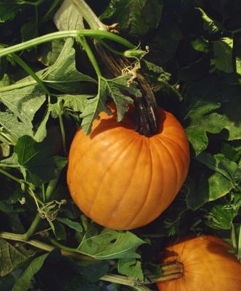 Tricks To Get Rid Of Squash Beetles Home Guides Sf Gate