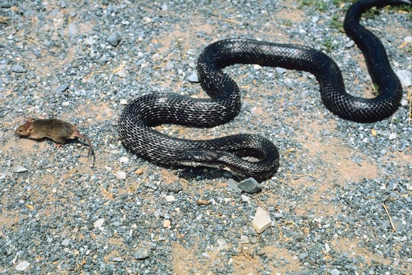 The Difference Between A Black Snake A Racer