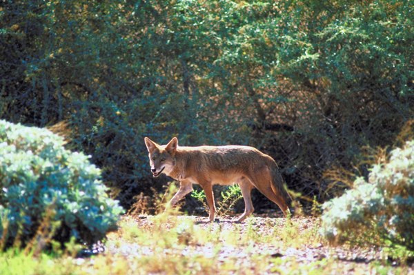 Photo Credit: Ablestock.com/AbleStock.com/Getty Images Coyote