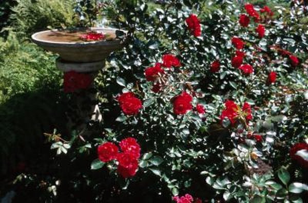 Landscape Ideas For Flowers In A Birdbath Garden Home Guides