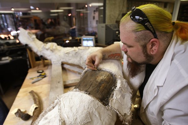 A museum employee removes a plaster cast from an elephant tusk.