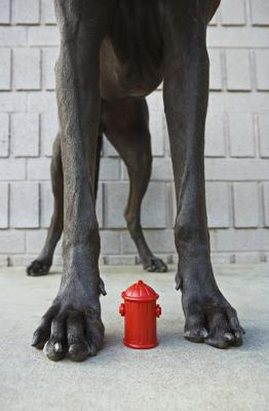 How to Make a Litter Box for a Large Dog - Pets