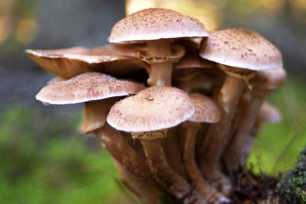 Brown mushrooms growing