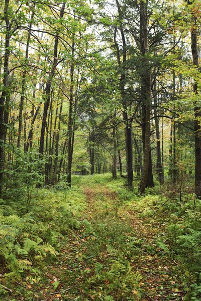 In many areas, a forest is the climax community.