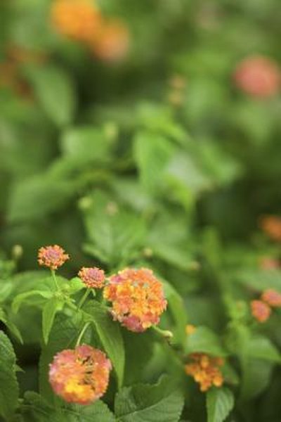 How To Wintering A Potted Lantana Indoors Home Guides Sf Gate