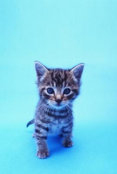 how to introduce feral kittens to other house cats - pets