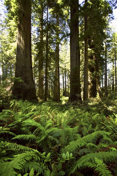 The biomass of forests store carbon that would otherwise contribute to global warming.