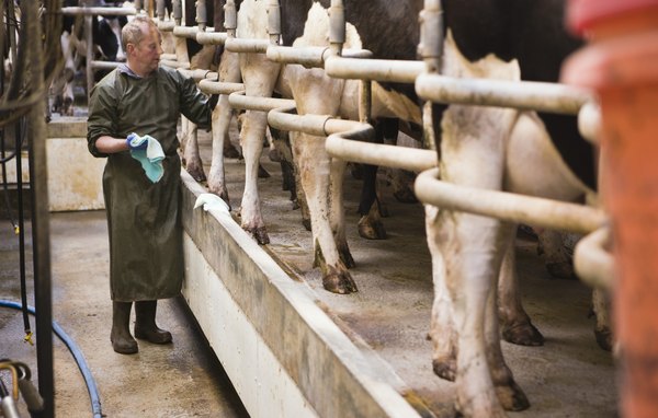 Em alguns lugares do mundo, utiliza-se uma máquina capaz de excitar os animais, técnica chamada de eletroejaculação