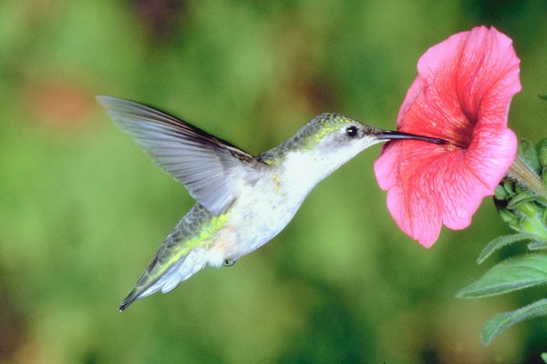 Flowering plants rely on hummingbirds to pollinate them.