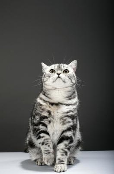 Endep dose cats
