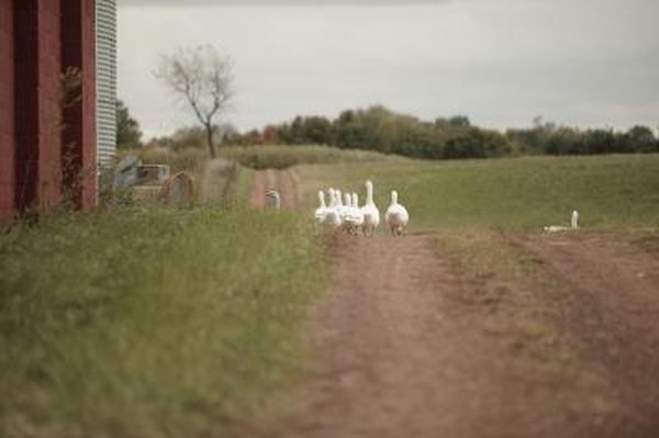 An easement might include a road or accessway cut into your property.