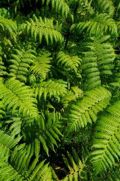 Are Boston Ferns Perennials Home Guides Sf Gate - 